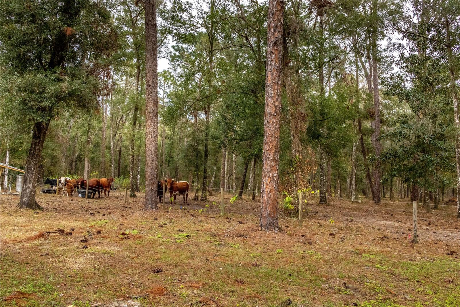 24091 RICHBARN RD, BROOKSVILLE, FL, 34601