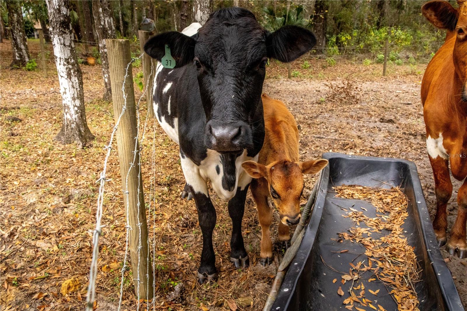 24091 RICHBARN RD, BROOKSVILLE, FL, 34601