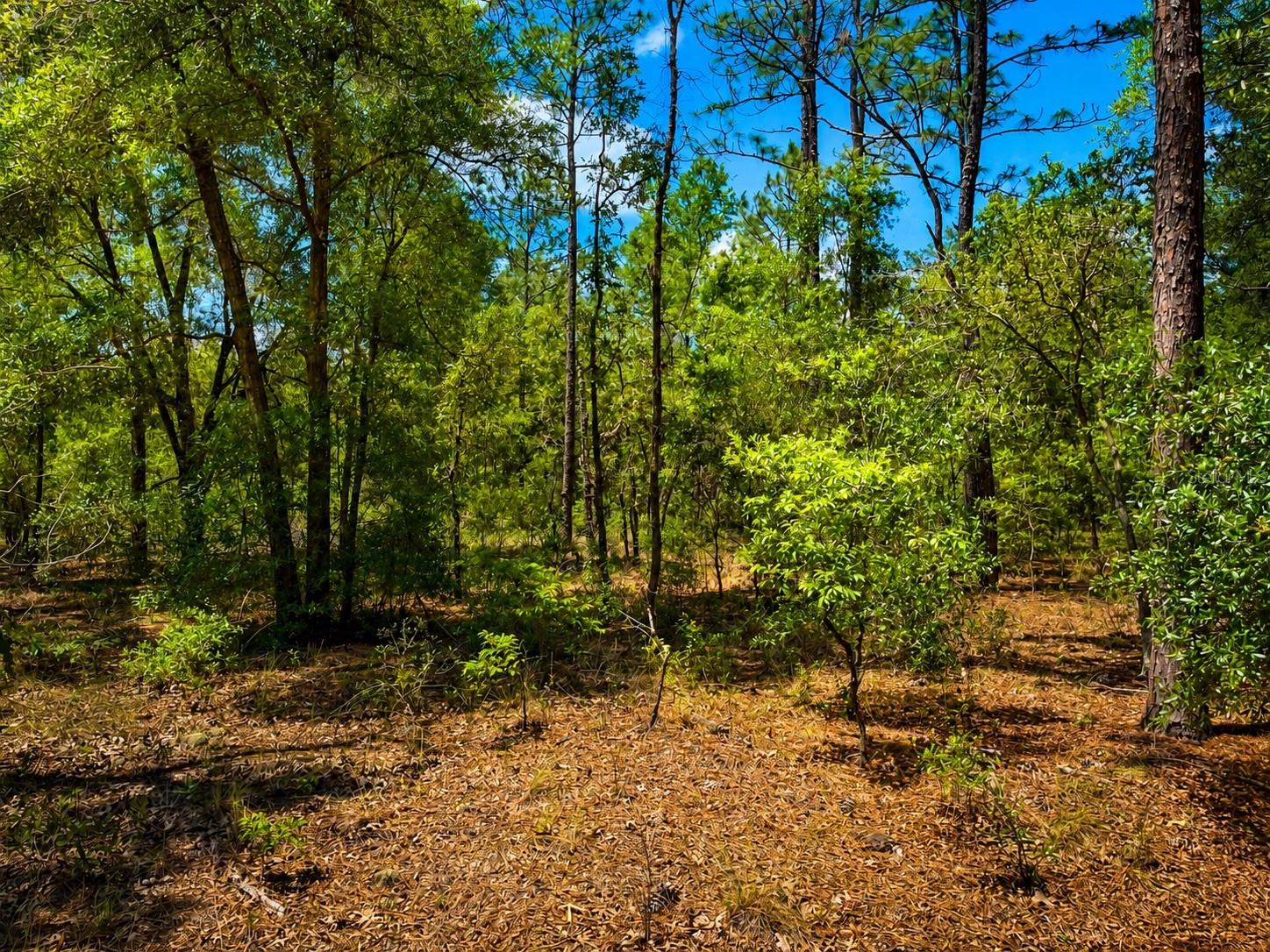 TBD SW 93RD PLACE, DUNNELLON, FL, 34432