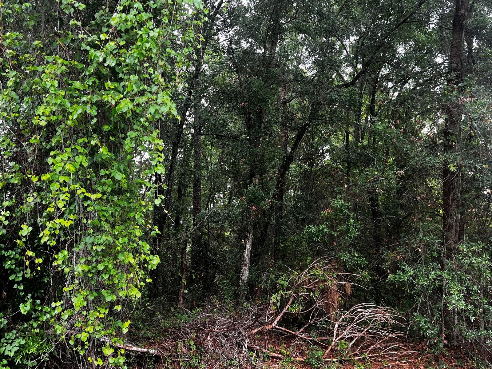 TBD NW 61ST LN., OCALA,, FL, 34482
