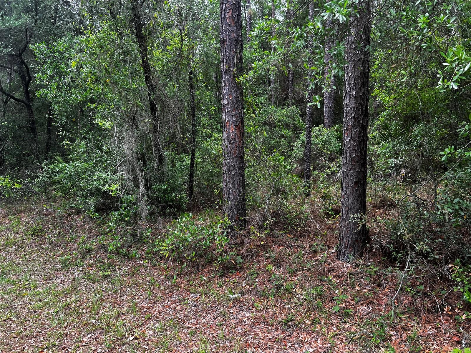TBD SW 186TH CT., DUNNELLON, FL, 34432