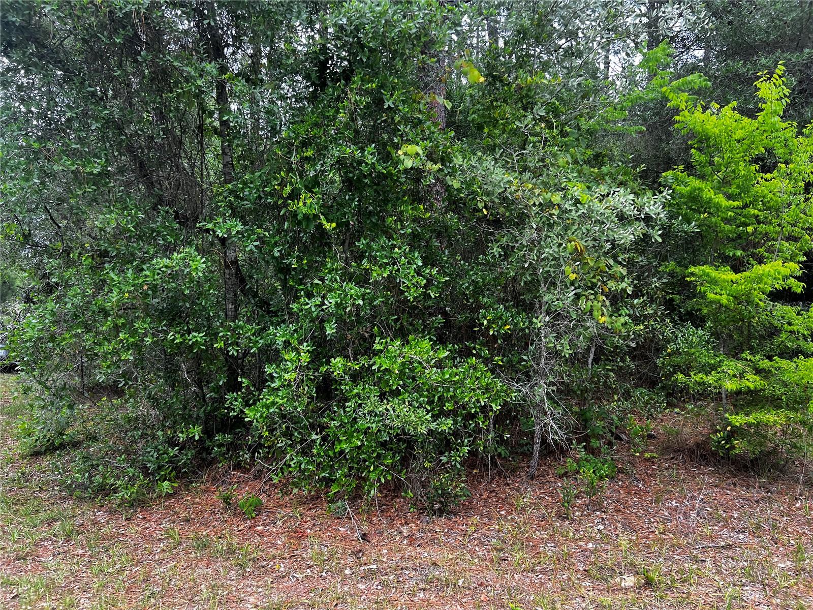 TBD SW 186TH CT., DUNNELLON, FL, 34432