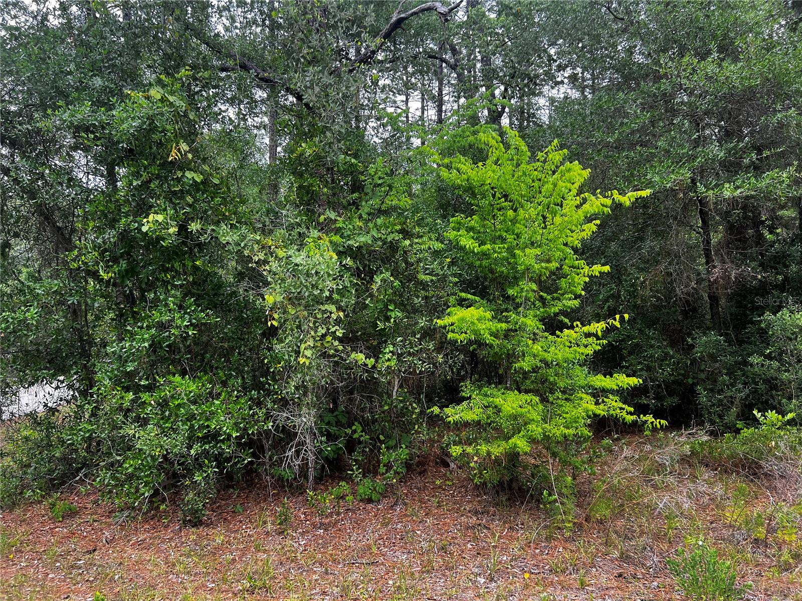 TBD SW 186TH CT., DUNNELLON, FL, 34432