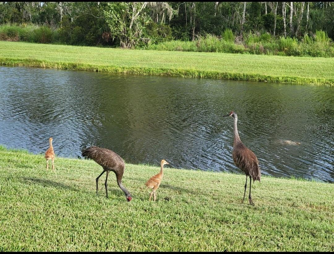 4709 DEEP CREEK TER, PARRISH, FL, 34219