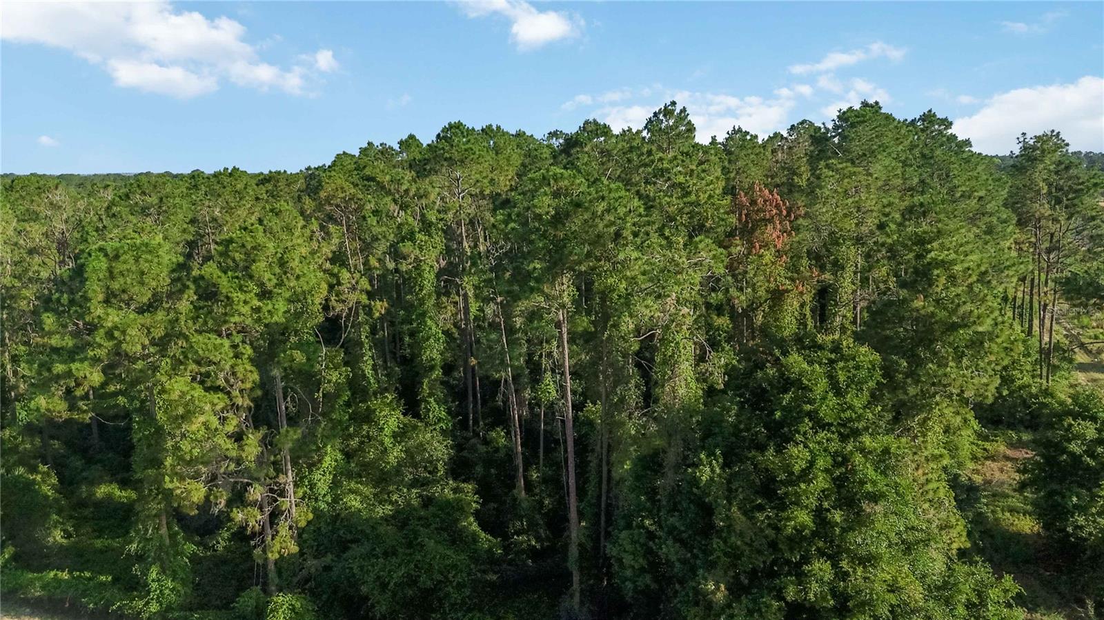 23175 N BUCKHILL RD, HOWEY IN THE HILLS, FL, 34737