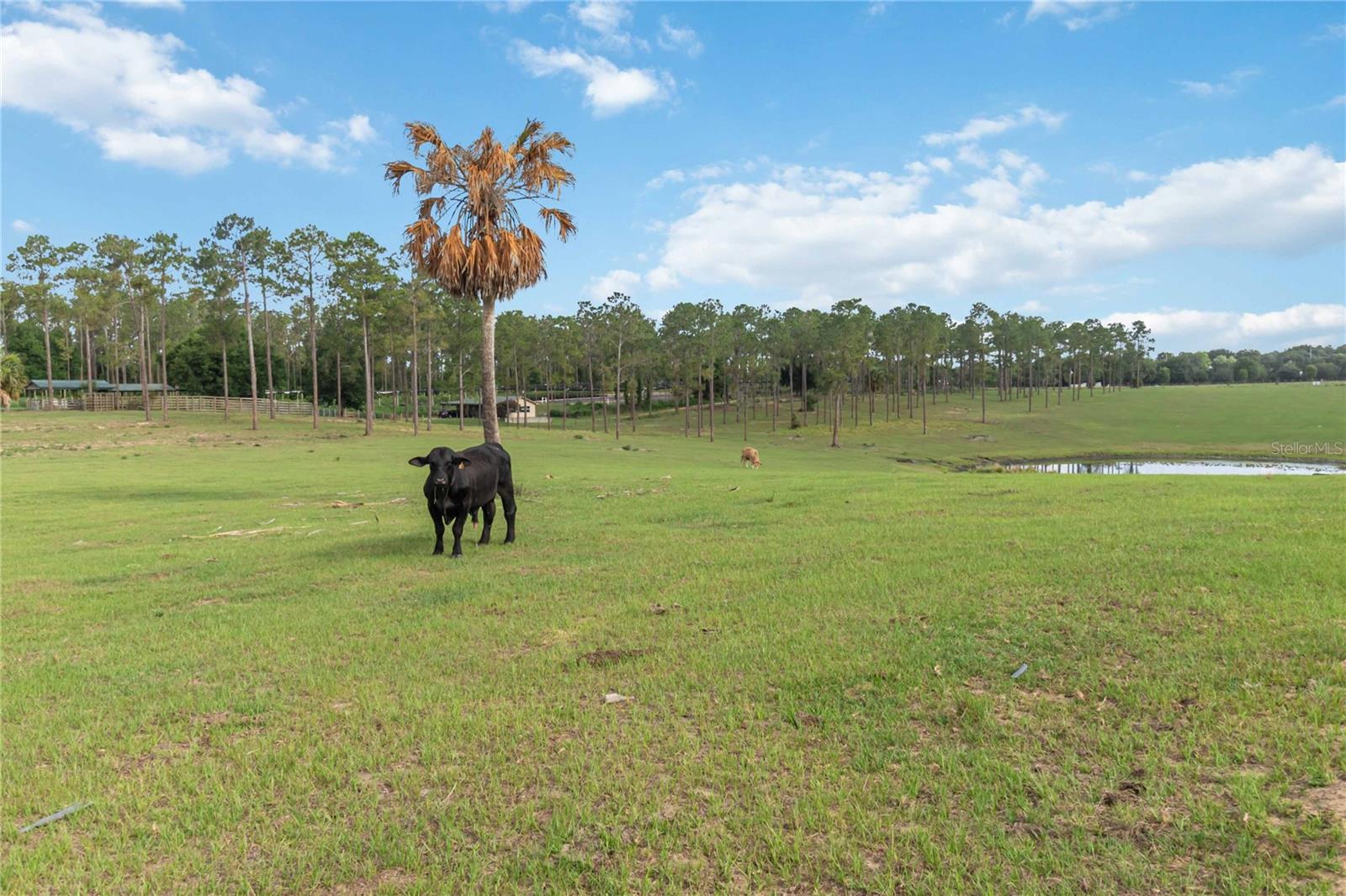 23175 N BUCKHILL RD, HOWEY IN THE HILLS, FL, 34737