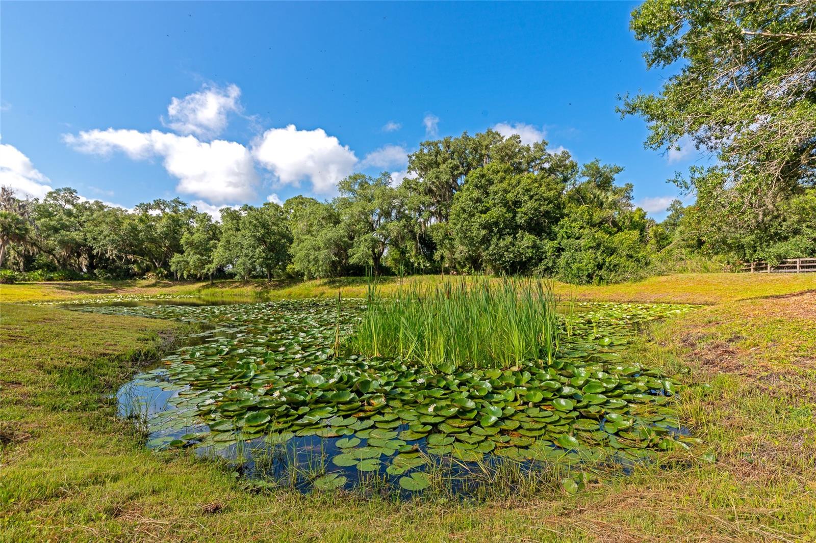 14705 MOSSY HAMMOCK LN, MYAKKA CITY, FL, 34251