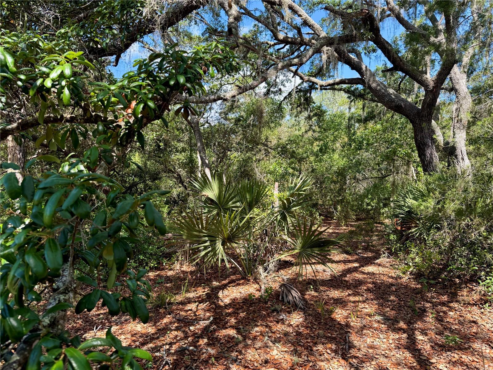 LOT 1 JERICHO TRL, EUSTIS, FL, 32736