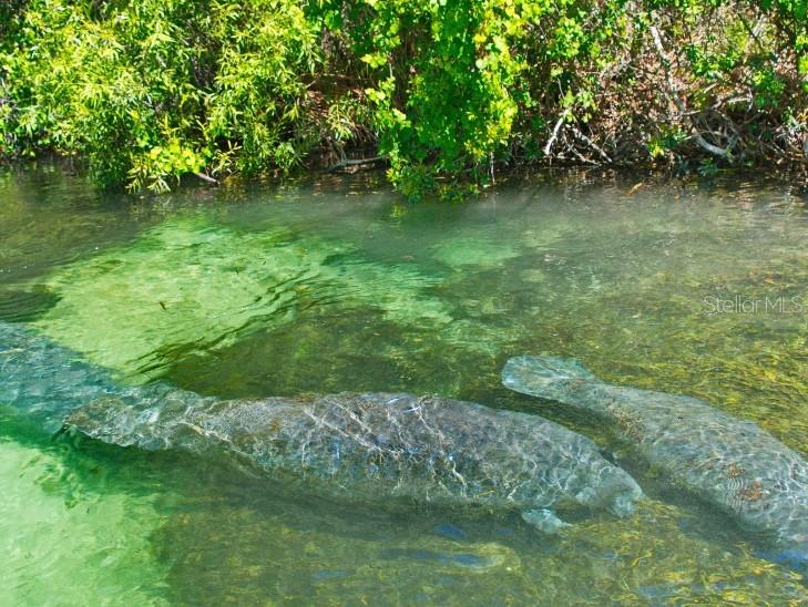 12003 ROBINA RD, WEEKI WACHEE, FL, 34614