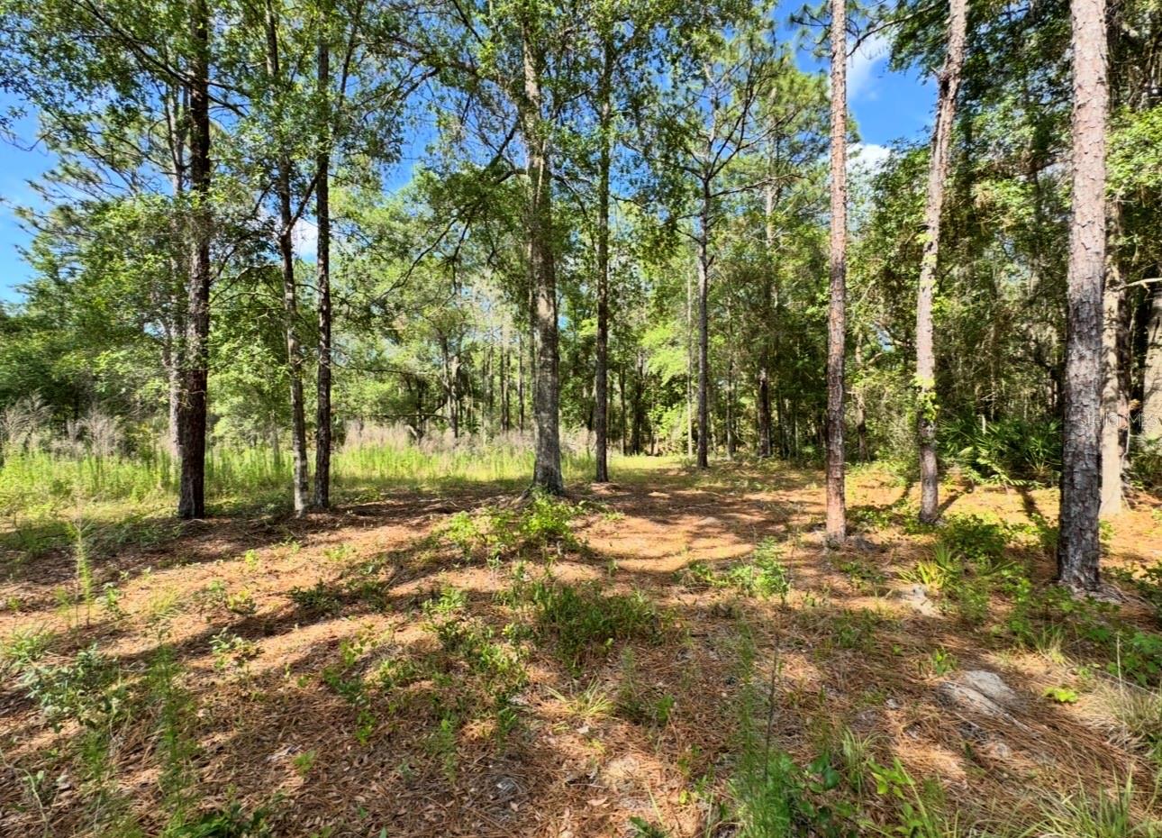 15570 CLIFF SWALLOW RD, WEEKI WACHEE, FL, 34614