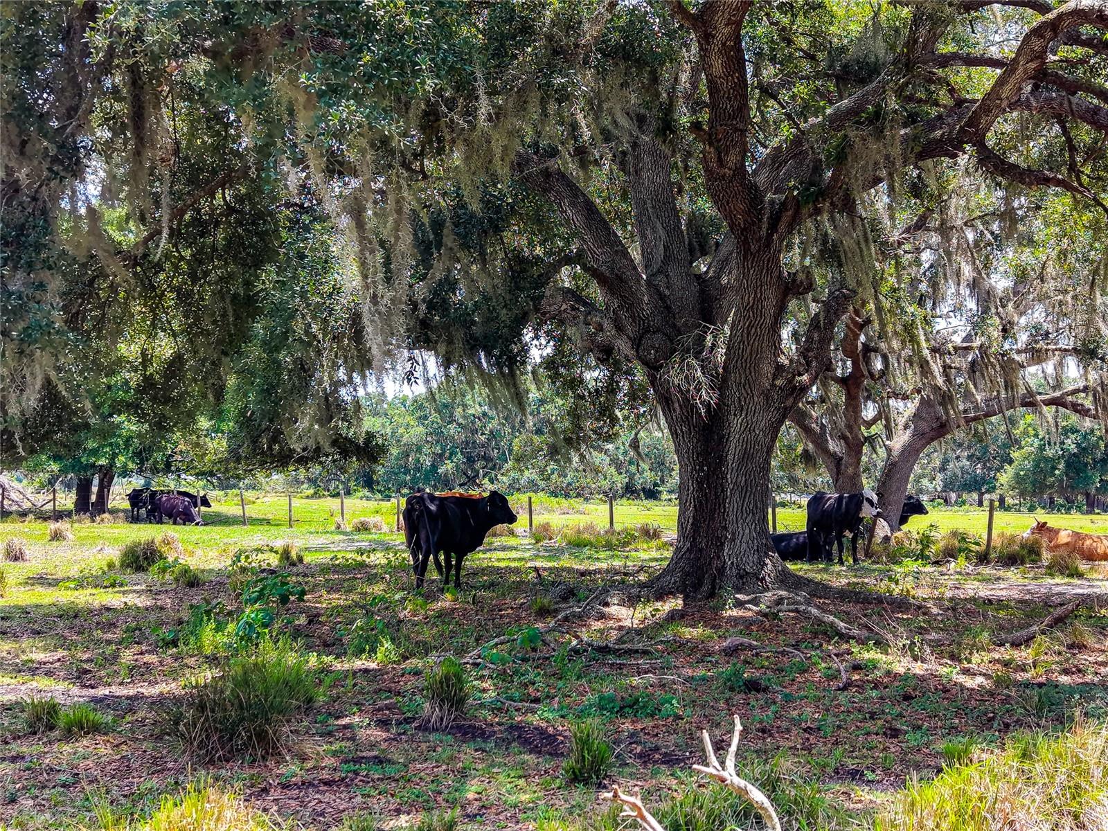 3030 N NURSERY RD, ZOLFO SPRINGS, FL, 33890