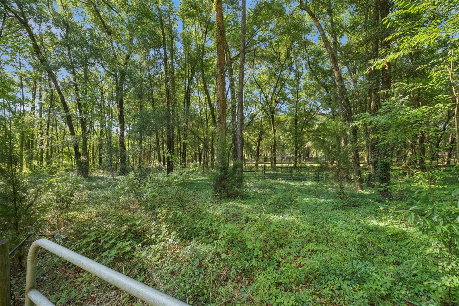 16230 NW 53RD ST, MORRISTON, FL, 32668
