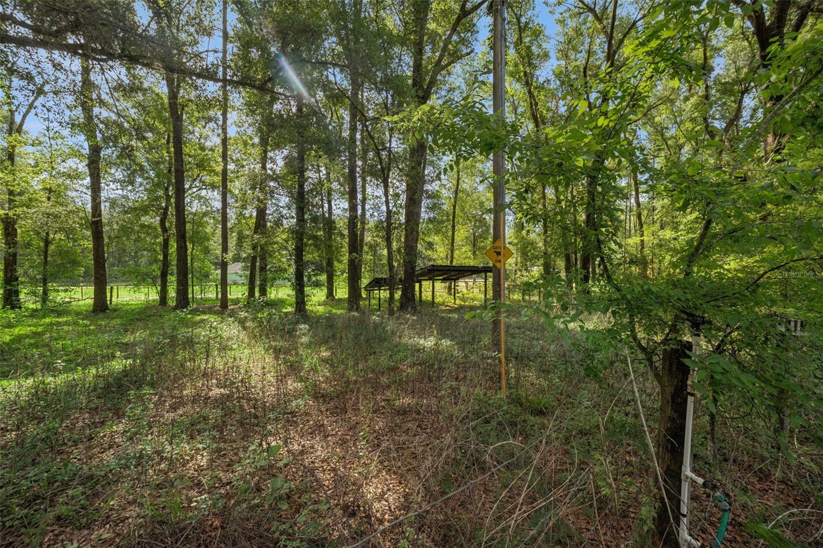 16230 NW 53RD ST, MORRISTON, FL, 32668