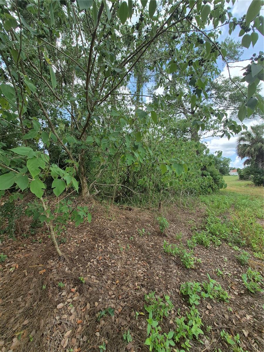 8748 NE JACKSONVILLE RD, ANTHONY, FL, 32617