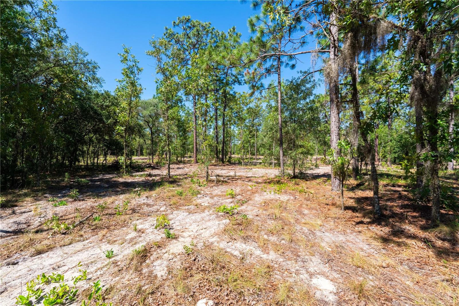 12691 SE 80TH ST, MORRISTON, FL, 32668