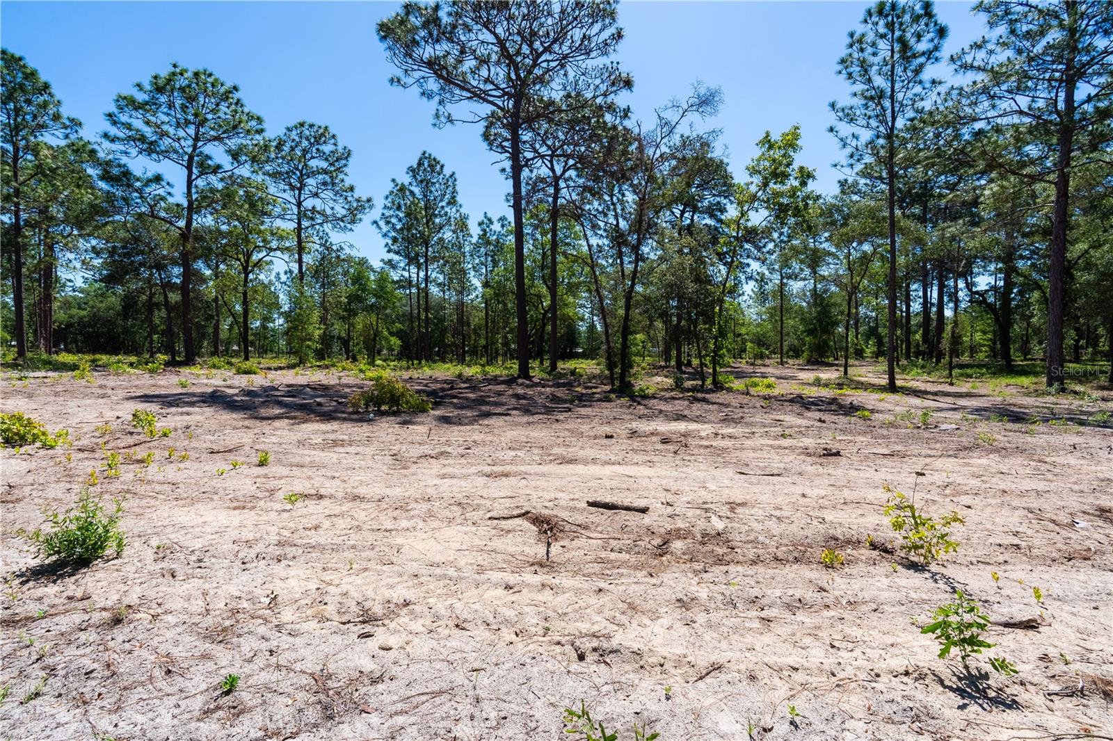 12691 SE 80TH ST, MORRISTON, FL, 32668