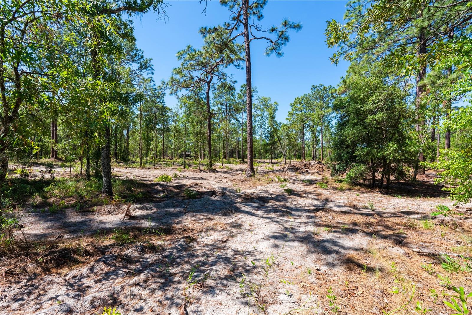 12691 SE 80TH ST, MORRISTON, FL, 32668
