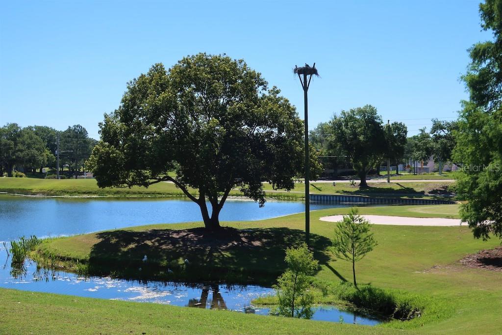 3157 MISSION GROVE DR, PALM HARBOR, FL, 34684