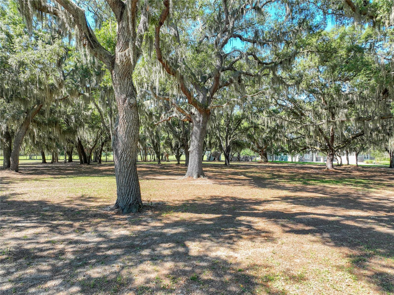 TROTTING HORSE LN, TAVARES, FL, 32778