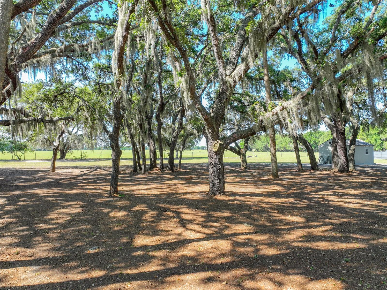 TROTTING HORSE LN, TAVARES, FL, 32778