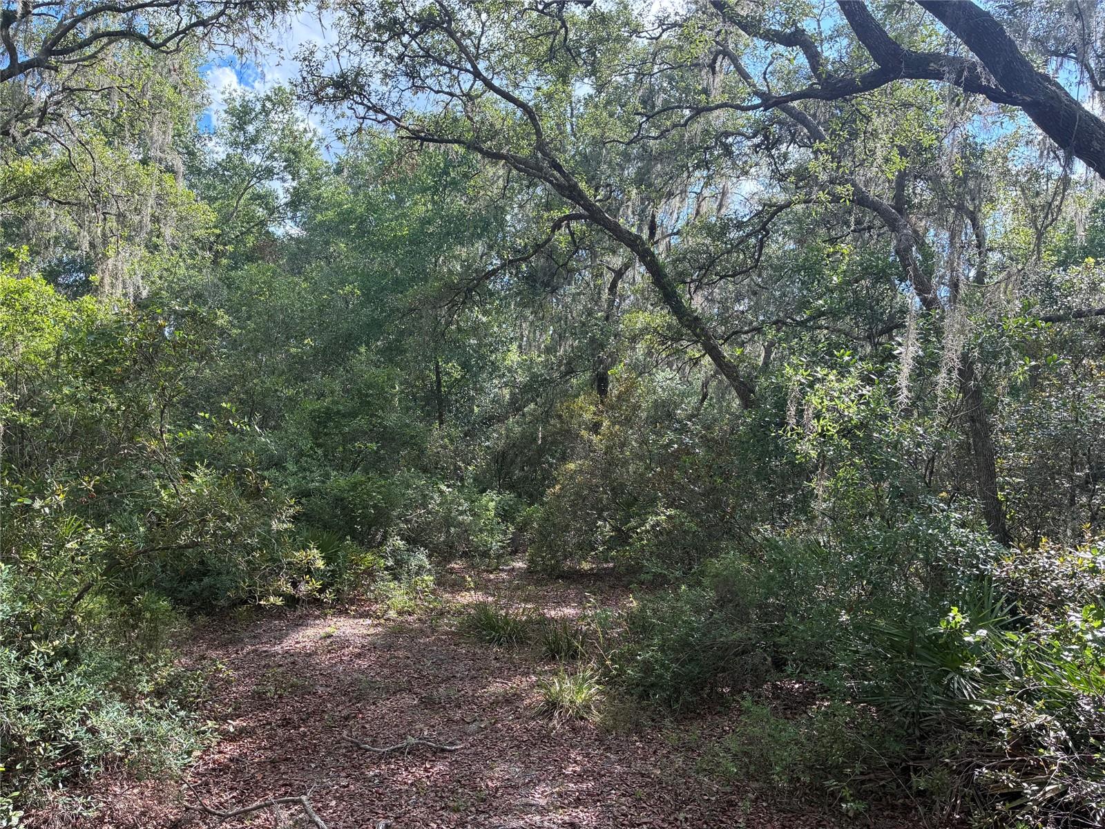 16464 NE 35 RD, CITRA, FL, 32113