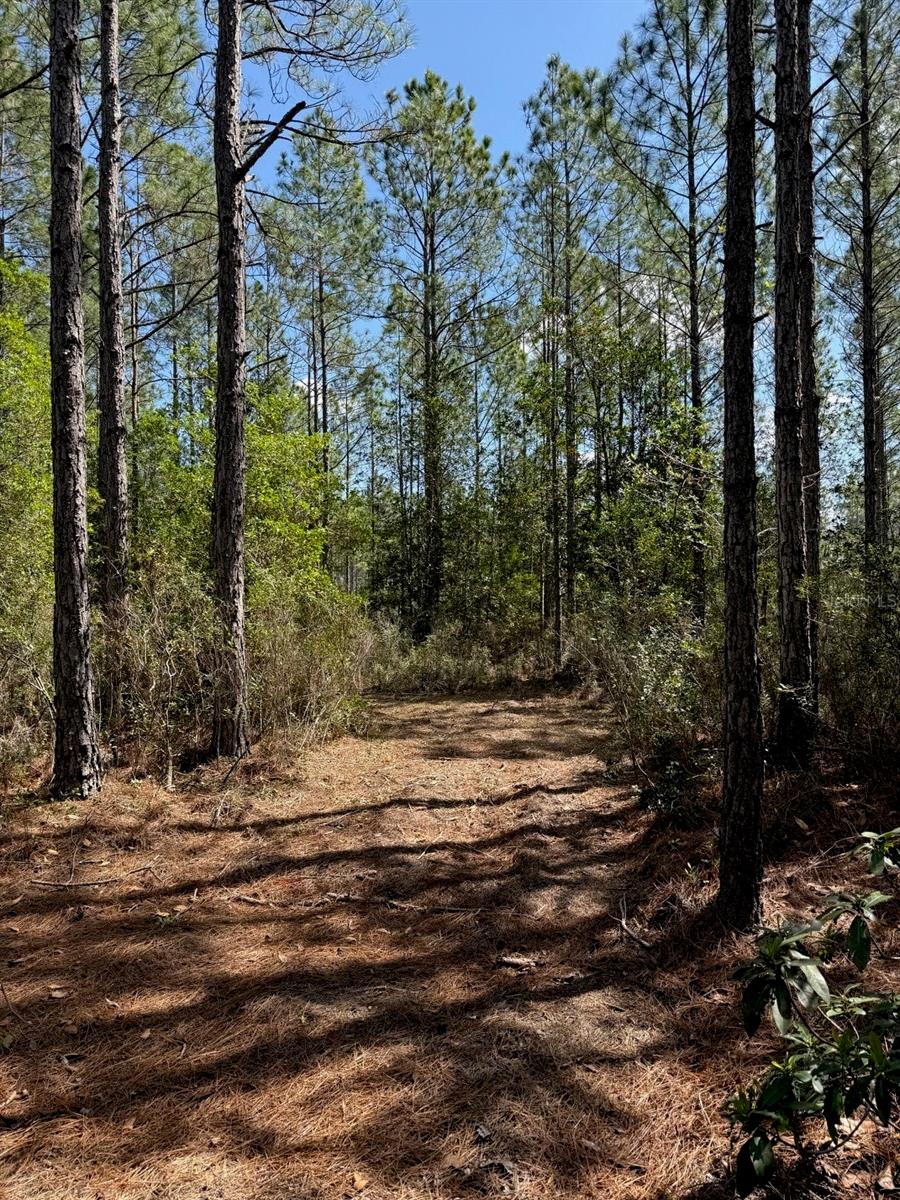 859 WILD CUR RD, PIERSON, FL, 32180