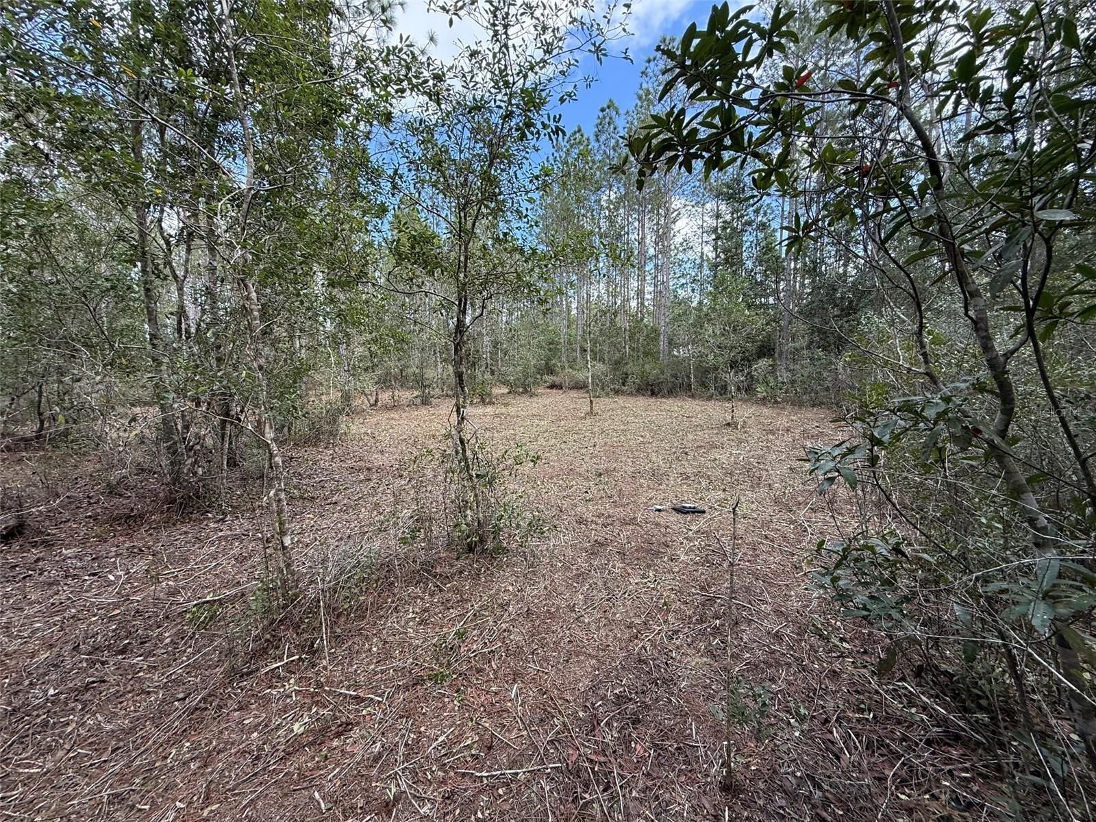 859 WILD CUR RD, PIERSON, FL, 32180