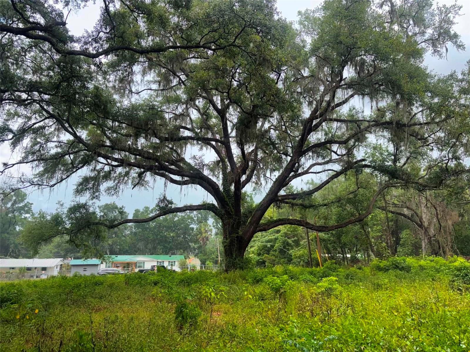 6360 SE 145TH PL, SUMMERFIELD, FL, 34491