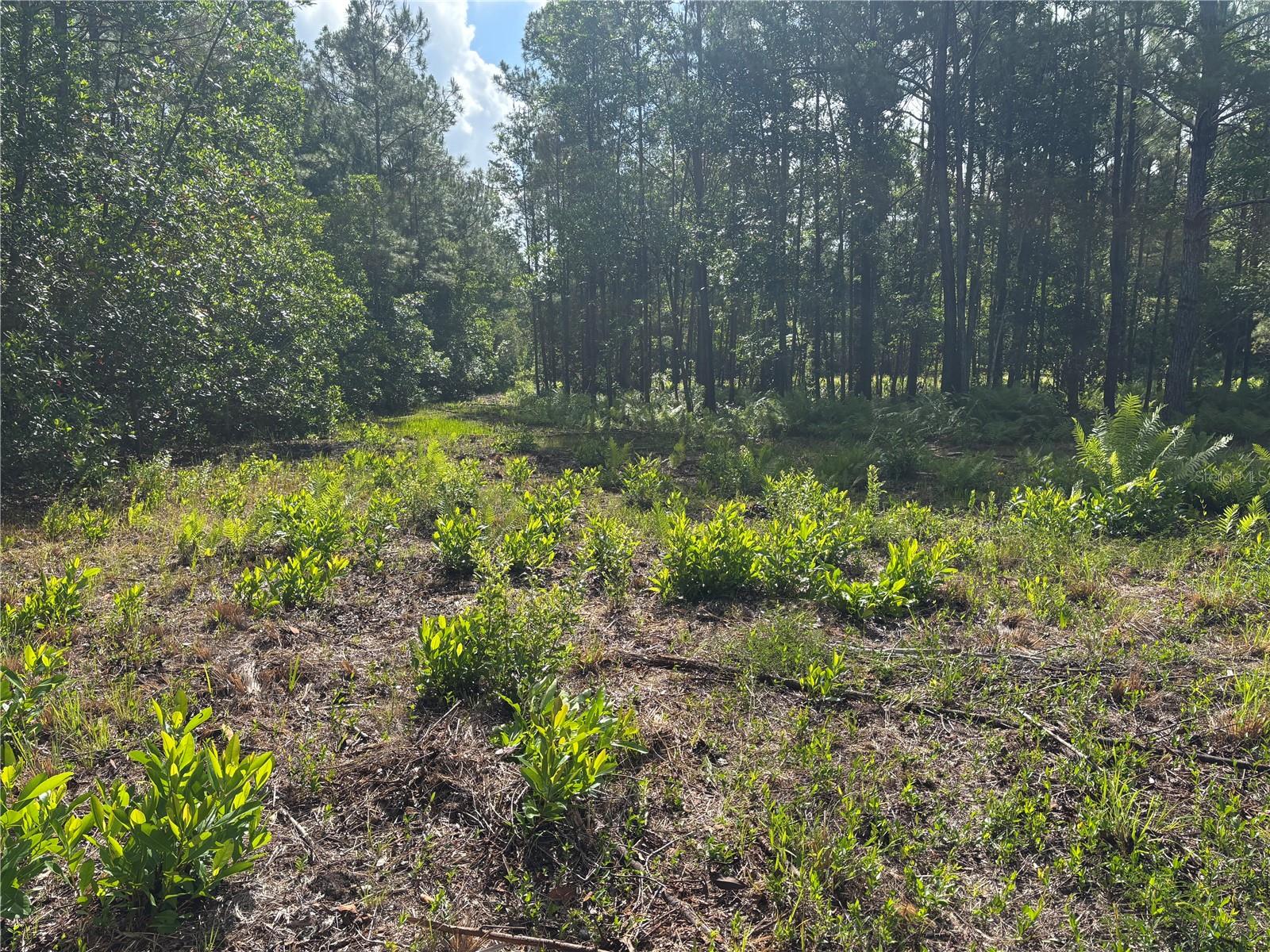 0 N US HWY 17, SEVILLE, FL, 32190