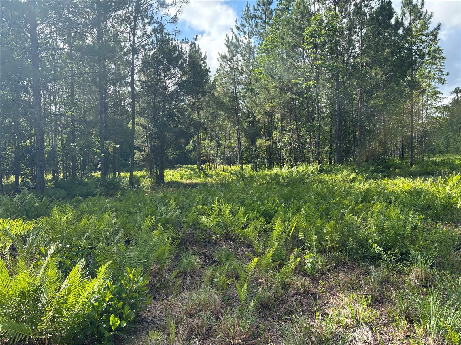0 N US HWY 17, SEVILLE, FL, 32190