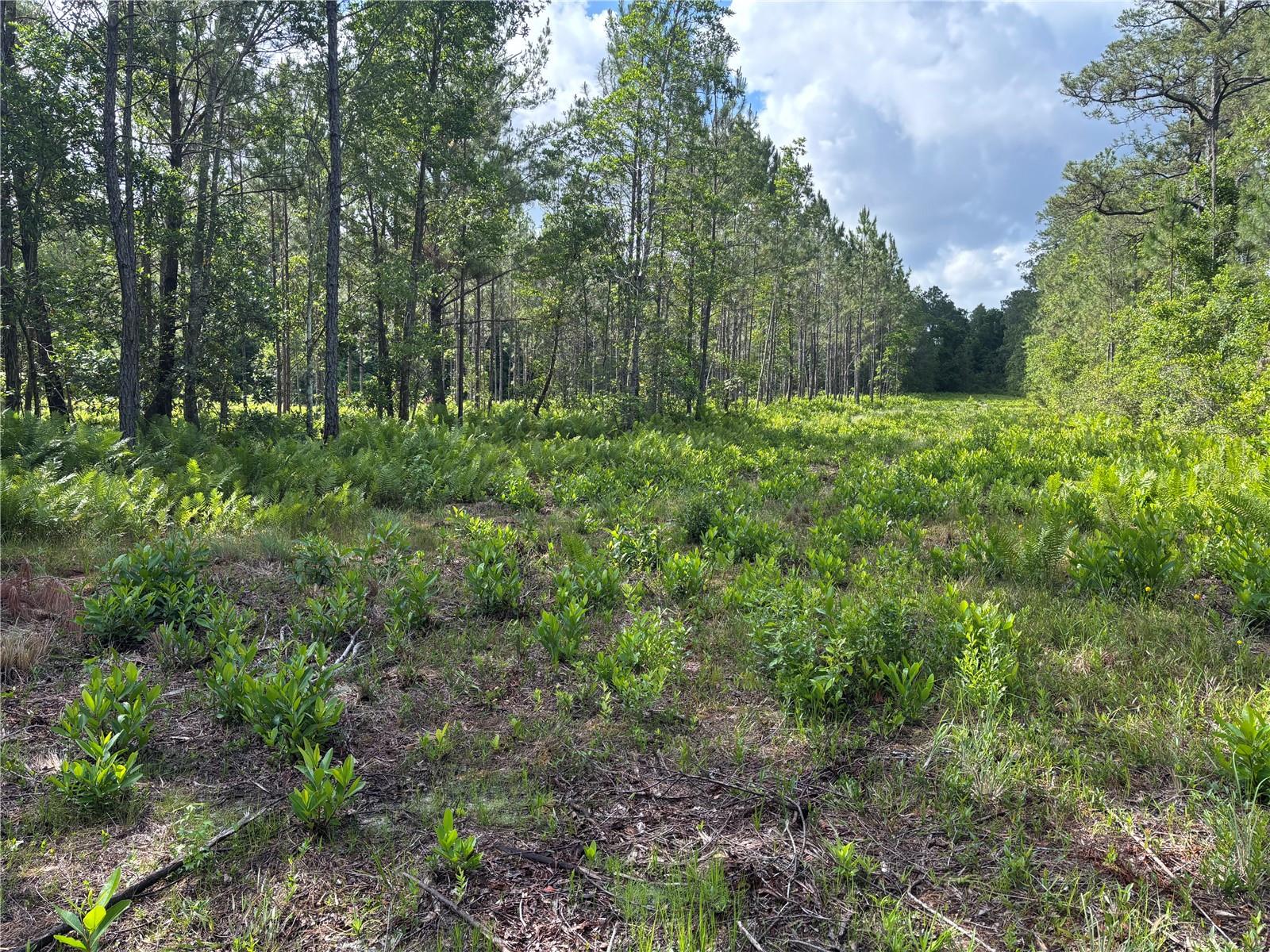 0 N US HWY 17, SEVILLE, FL, 32190