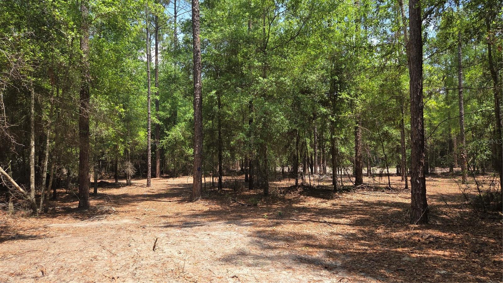 SW 61ST PLACE, NEWBERRY, FL, 32669