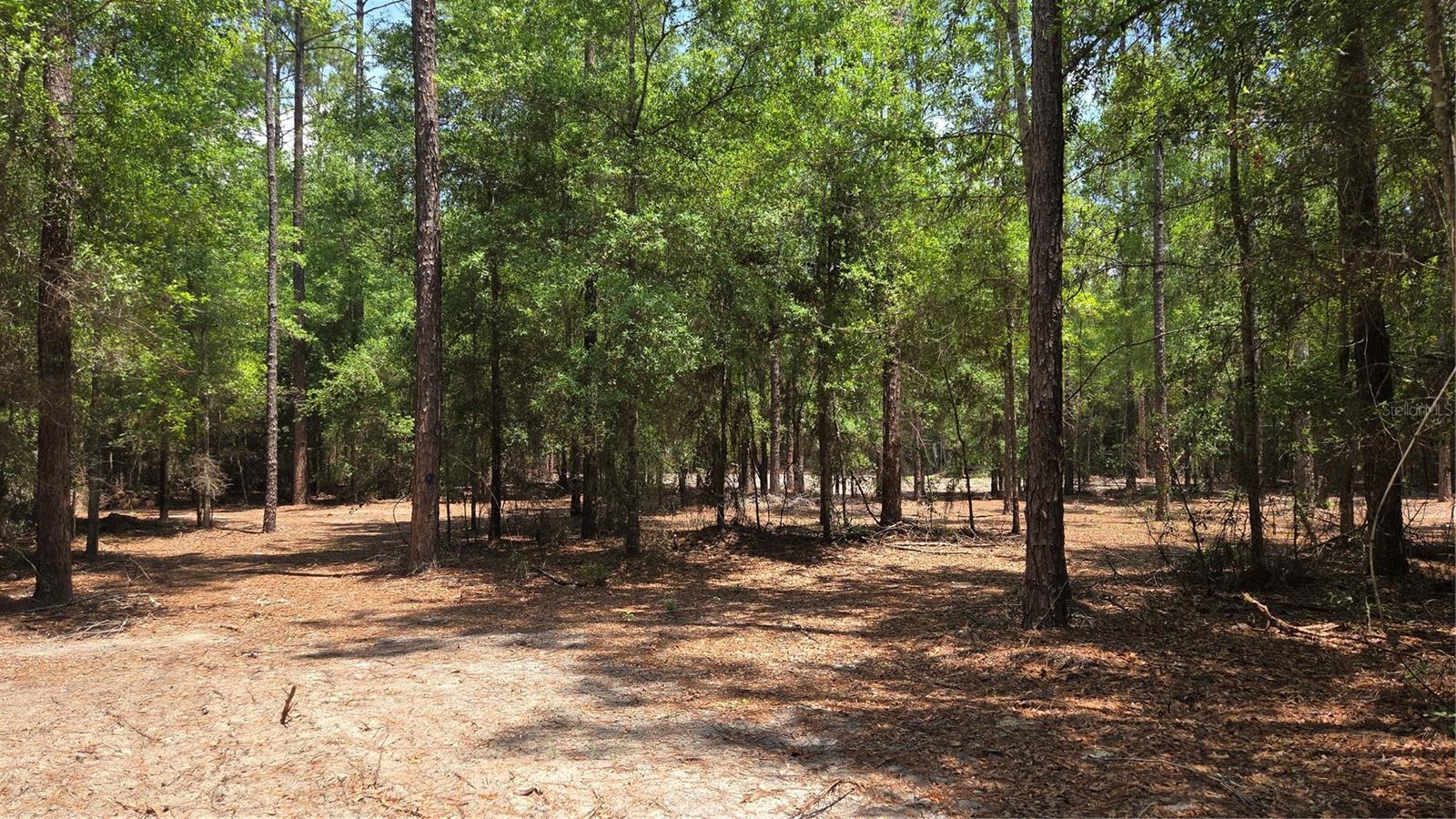 SW 61ST PLACE, NEWBERRY, FL, 32669