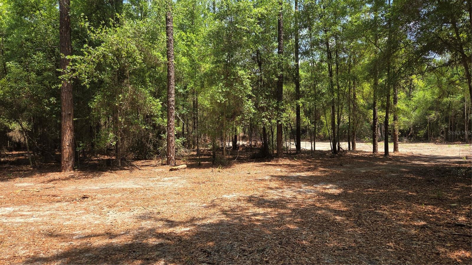 SW 61ST PLACE, NEWBERRY, FL, 32669
