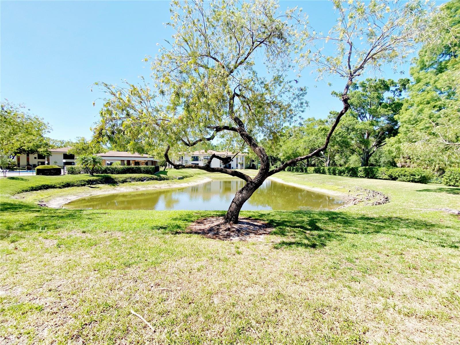 2700 NEBRASKA AVE #5-105, PALM HARBOR, FL, 34684