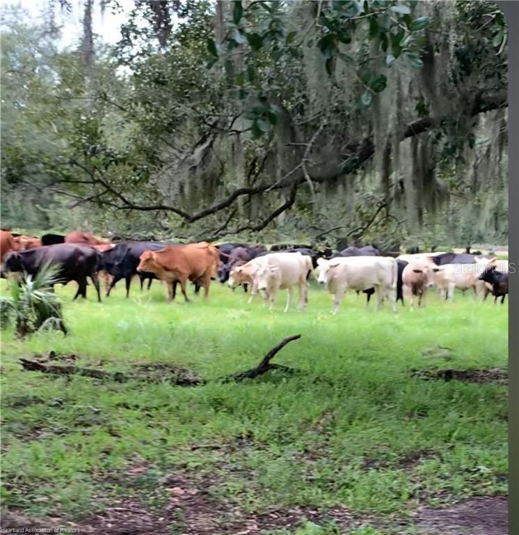 320 GRIGSBY RD, VENUS, FL, 33960