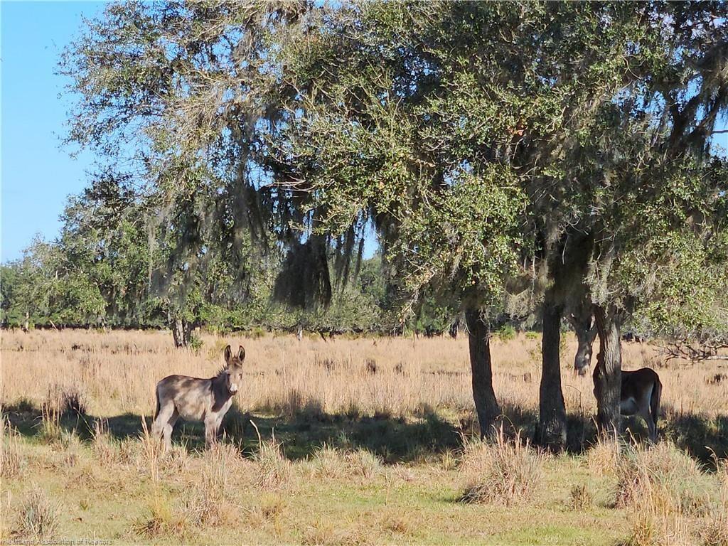 320 GRIGSBY RD, VENUS, FL, 33960