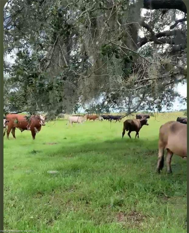 320 GRIGSBY RD, VENUS, FL, 33960