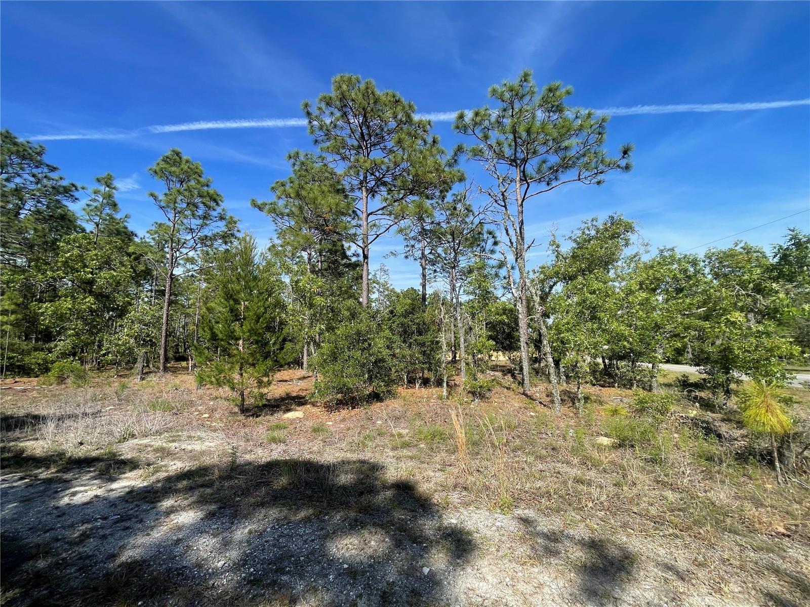 NE 7TH PL, WILLISTON, FL, 32696