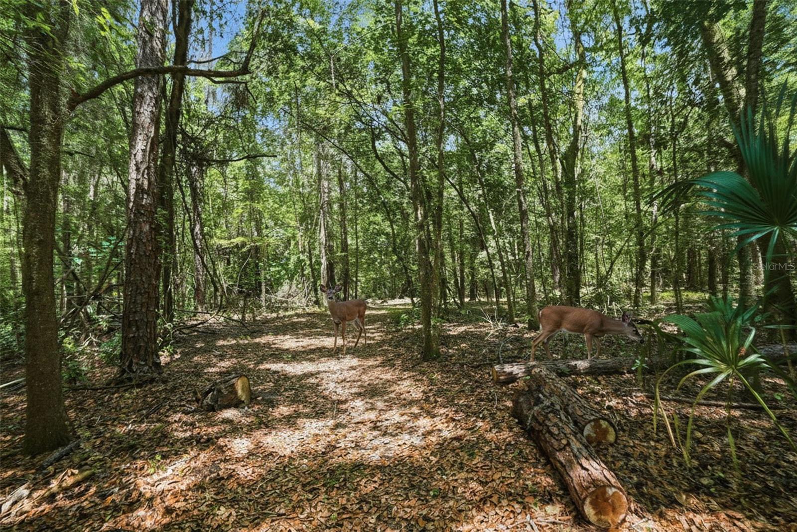 24050 WINDING CREEK DR, BROOKSVILLE, FL, 34601