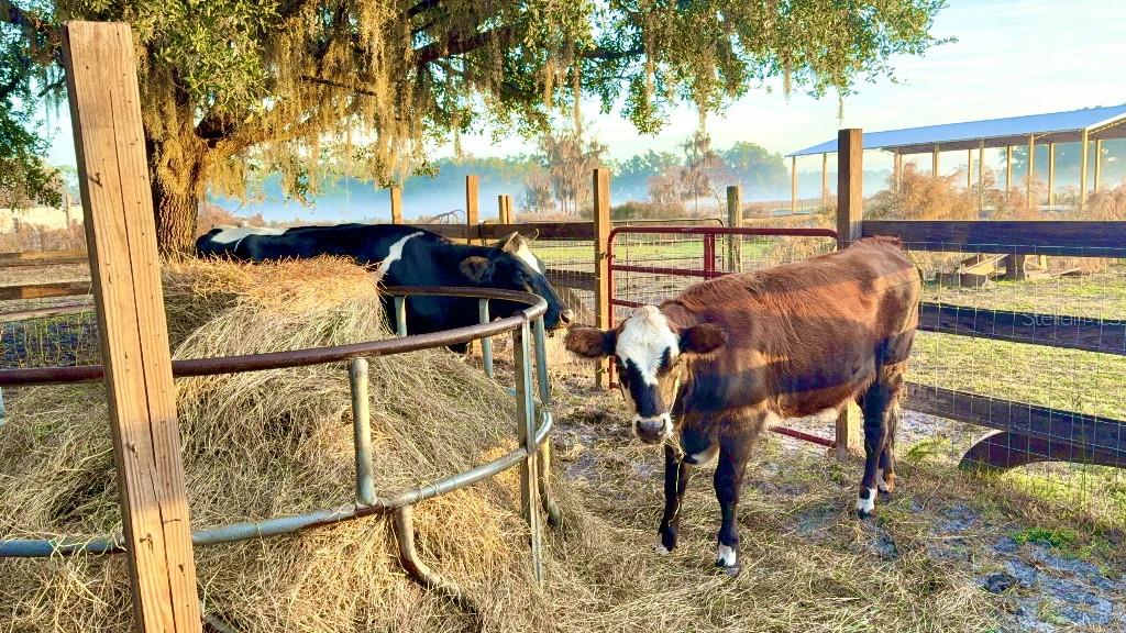 8206 BACK RD, PLANT CITY, FL, 33565