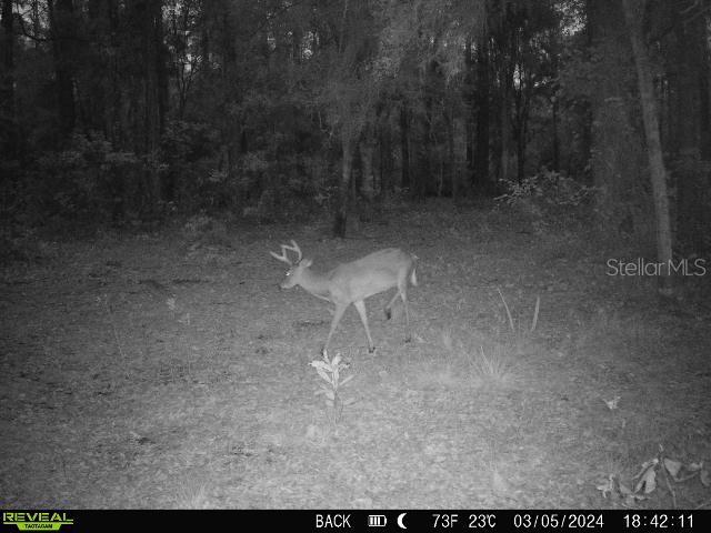 0 SE 464C HWY, OCKLAWAHA, FL, 32179