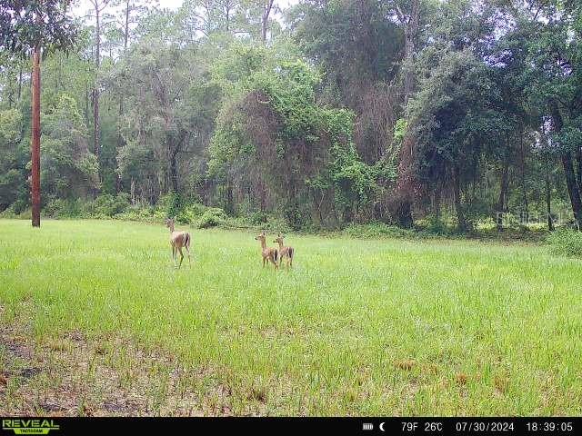 0 SE 464C HWY, OCKLAWAHA, FL, 32179