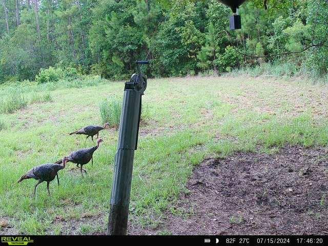 0 SE 464C HWY, OCKLAWAHA, FL, 32179