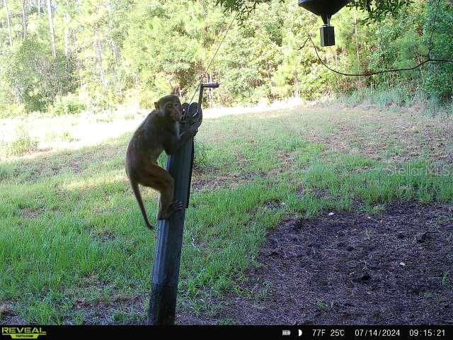 0 SE 464C HWY, OCKLAWAHA, FL, 32179