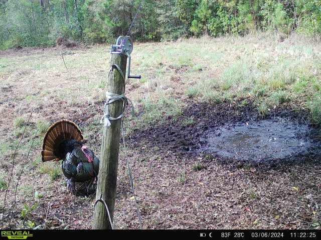 0 SE 464C HWY, OCKLAWAHA, FL, 32179