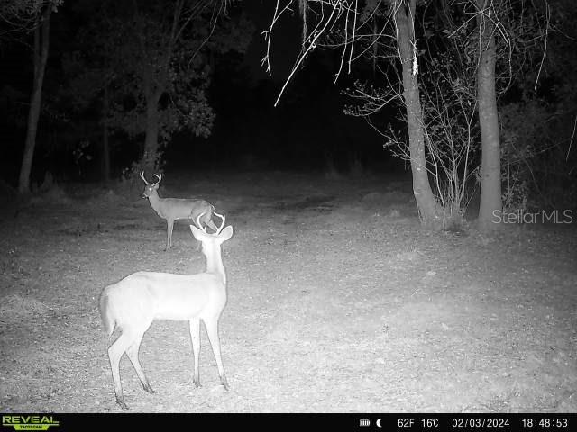 0 SE 464C HWY, OCKLAWAHA, FL, 32179
