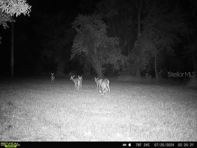 0 SE 464C HWY, OCKLAWAHA, FL, 32179