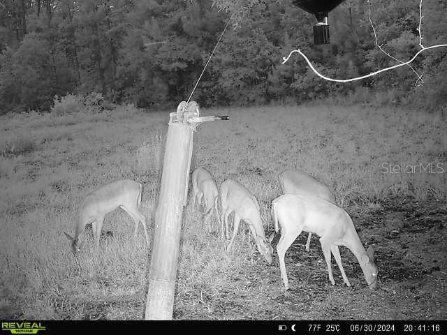 0 SE 464C HWY, OCKLAWAHA, FL, 32179