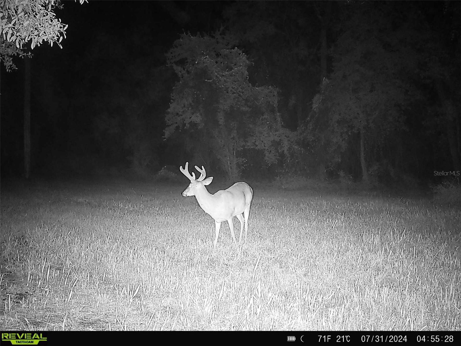 0 SE 464C HWY, OCKLAWAHA, FL, 32179